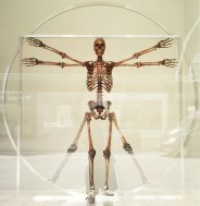układ kostny człowieka
